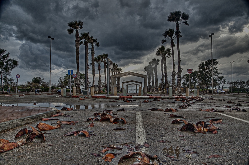 207 - AFTER STORM - KANTOR GALINA - israel.jpg